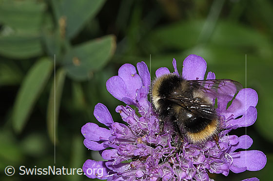Photo: Probably Bombus pyrenaeus on Scabiosa lucida. Length 9 - 20mm. View from side back.