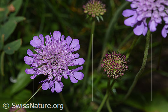 Photo: Scabiosa lucida. Blossom. View from above.