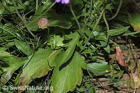Photo: Scabiosa lucida. Leaves.