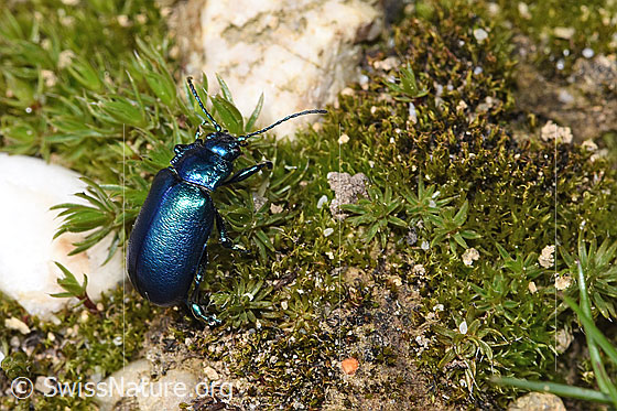 Foto: Wahrscheinlich Oreina cacaliae (Blattkäfer). Länge 8mm. Ansicht von seitlich oben.