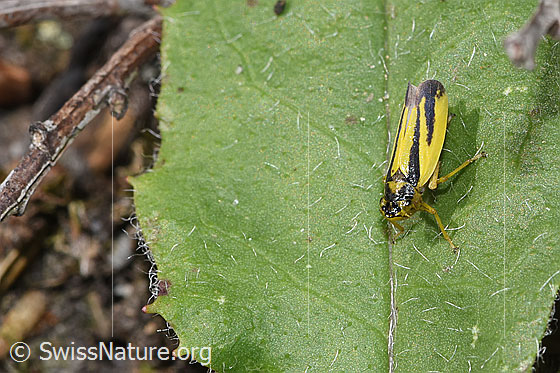 Foto: Wiesenschmuckzikade (Evacanthus interruptus). Ansicht von oben.