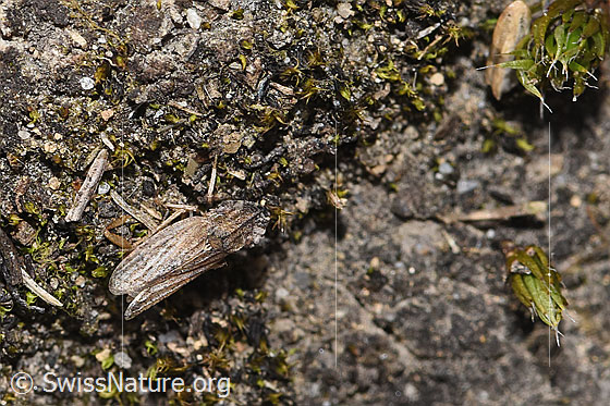 Löffelzikade (Eupelix cuspidata)