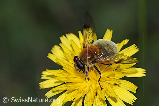 Foto: Gelbbraune Gebirgsschwebfliege (Arctophila superbiens). Länge 16mm. Weibchen. Ansicht von seitlich vorne oben.