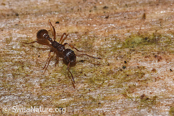 Waldknotenameise (Myrmica ruginodis)