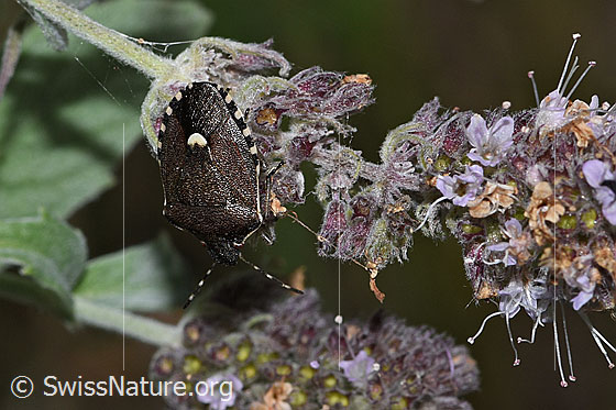 Foto: Offener Lorch (Holcostethus sphacelatus) auf Echtem Dost (Origanum vulgare). Länge 8 - 9.5mm. Ansicht von seitlich oben.