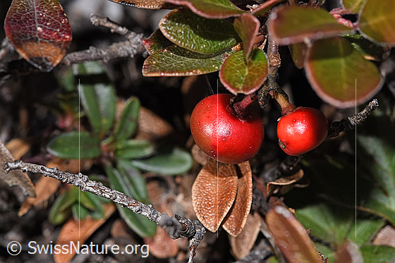 Foto: Immergrüne Bärentraube (Arctostaphylos uva-ursi). Beere.