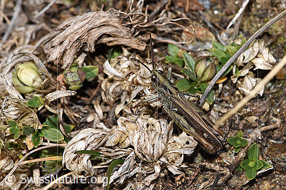 Photo: Chorthippus mollis. Length 13 - 17mm. Male. View from the side above.