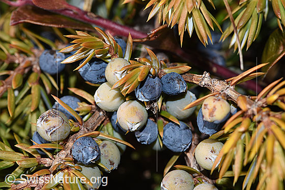 Photo: Juniperus communis ssp. Saxatilis. Berries.