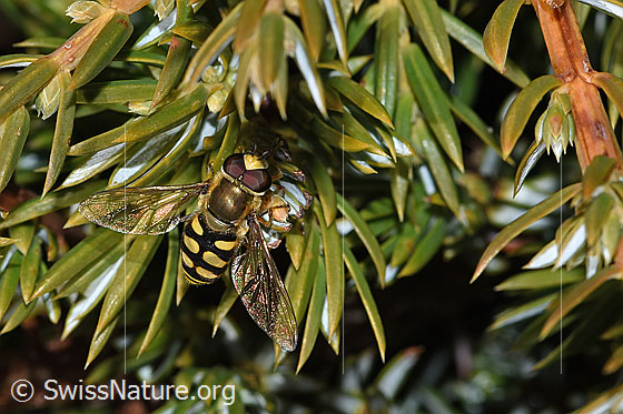 Foto: Mondfleck-Feldschwebfliege (Eupeodes luniger) auf Alpen-Wacholder (Juniperus communis ssp. saxatilis). Länge 9 - 12mm. Männchen. Ansicht von vorne oben.