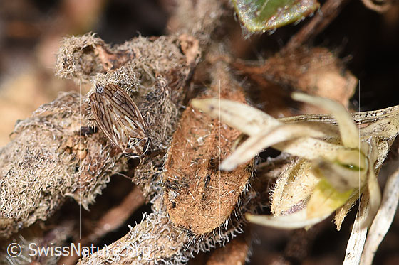 Photo: Probably Anaceratagallia ribauti. 2.7 - 3.3mm. View from top front.