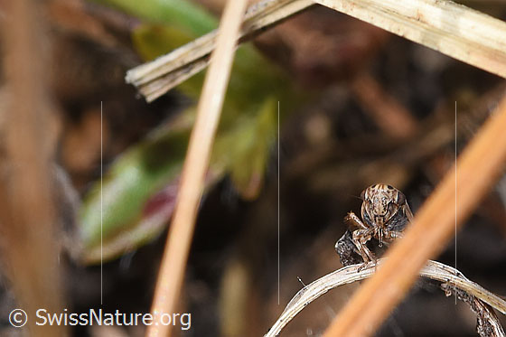 Photo: Probably Anaceratagallia ribauti. 2.7 - 3.3mm. View from the front.