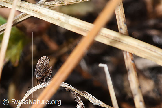 Photo: Probably Anaceratagallia ribauti. 2.7 - 3.3mm. View from behind.