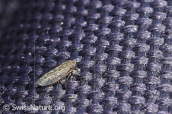 Cicada of the genus Psammotettix