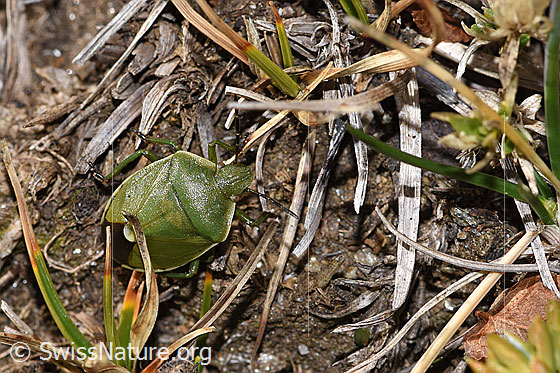 Foto: Wacholderwanze (Chlorochroa juniperina). Länge ca. 11mm. Auch Wacholderling genannt. Ansicht von oben.