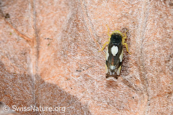 Triften-Blattzikade (Eupteryx notata)