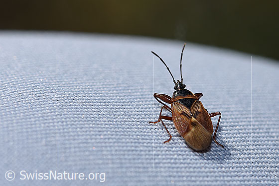 Fichtenzapfenwanze (Gastrodes abietum)