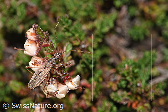 Foto: Rotbraune Sichelwanze (Nabis rugosus) an Besenheide (Calluna vulgaris). Länge 6 - 7.8mm. Ansicht von oben.