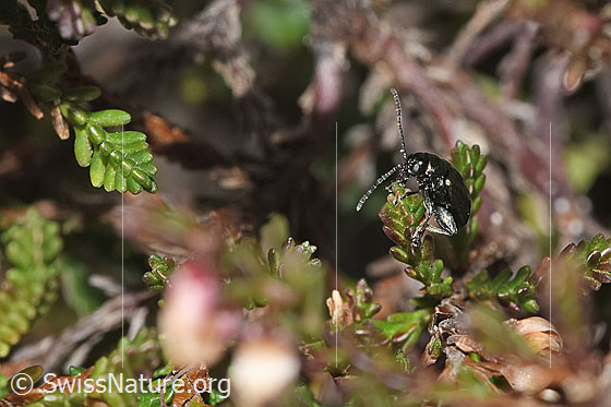 Photo: Altica oleracea auf Besenheide (Calluna vulgaris). Length 3.5mm. View from the side.