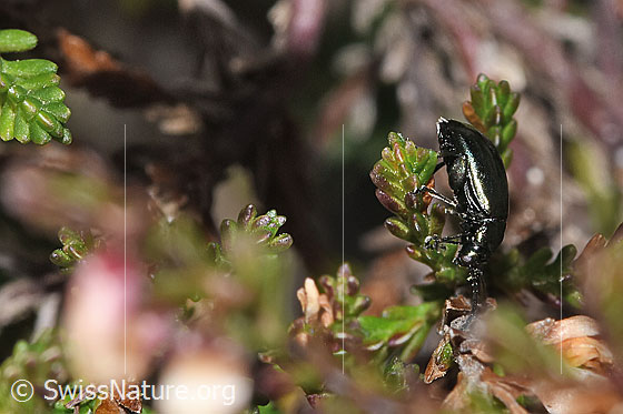 Foto: Unechter Kohlerdfloh (Altica oleracea) auf Besenheide (Calluna vulgaris). Länge 3.5mm. Ansicht von der Seite.