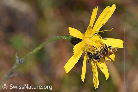 Foto: Rotbeinige Furchenbiene (Halictus rubicundus) auf Blume. Länge 8mm. Weibchen. Ansicht von der Seite.