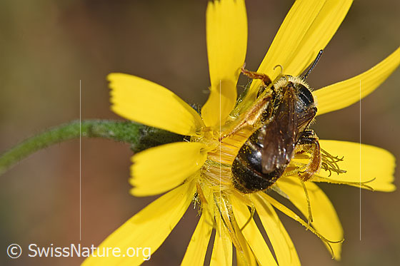 Foto: Rotbeinige Furchenbiene (Halictus rubicundus) auf Blume. Länge 8mm. Weibchen. Ansicht von hinten oben.