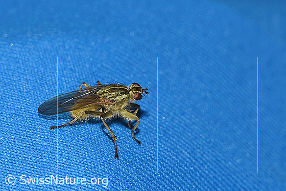 Photo: Scathophaga stercoraria. Length 5 - 10mm. Male. View from the side above.