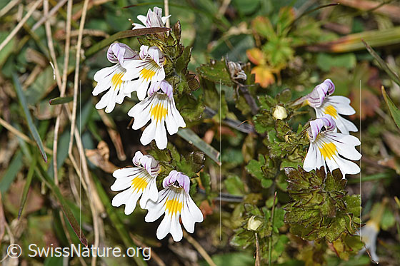 Foto: Gebräuchlicher Augentrost (Euphrasia rostkoviana). Ganze Pflanze (Habitus).