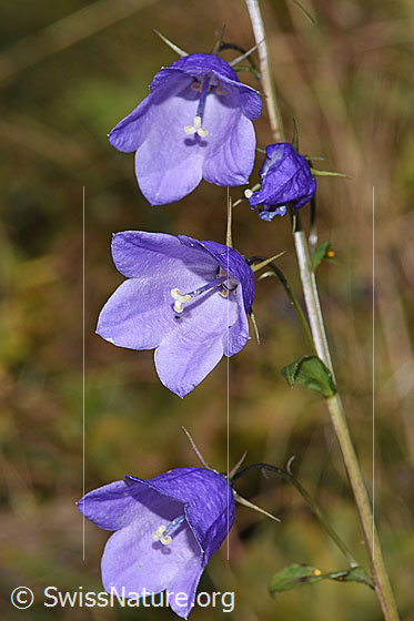 Photo: Campanula rhomboidalis. Blossoms.