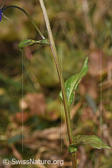 Photo: Campanula rhomboidalis. Stem and leaves.