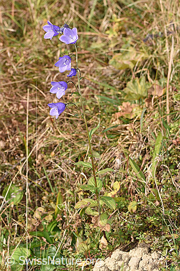 Foto: Rautenblättrige Glockenblume (Campanula rhomboidalis). Ganze Pflanze (Habitus).