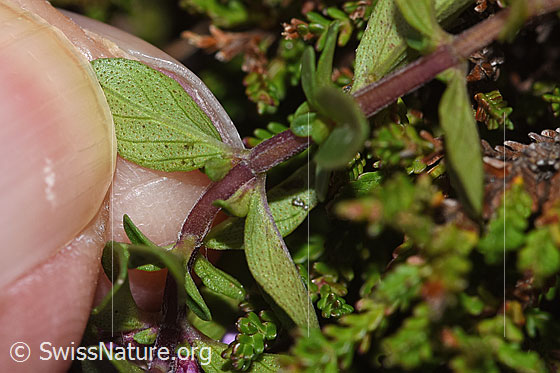 Photo: Thymus pulegioides. Leaf underside.
