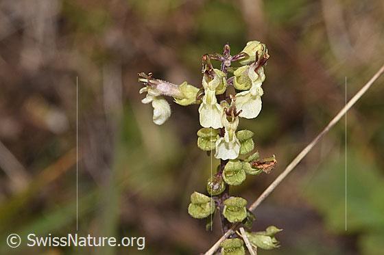 Foto: Salbeiblättriger Gamander (Teucrium scorodonia). Blüten.