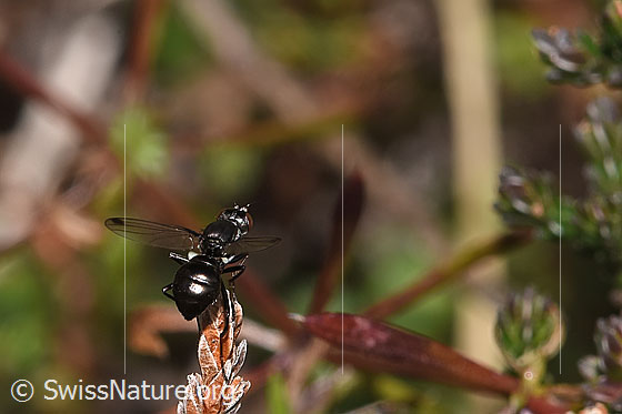 Photo: Probably Sepsis cynipsea on faded Calluna vulgaris. Length 4 - 5mm. Female. View from top rear.