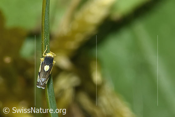 Photo: Eupteryx notata. Length 2.2 - 2.8mm. View from above.