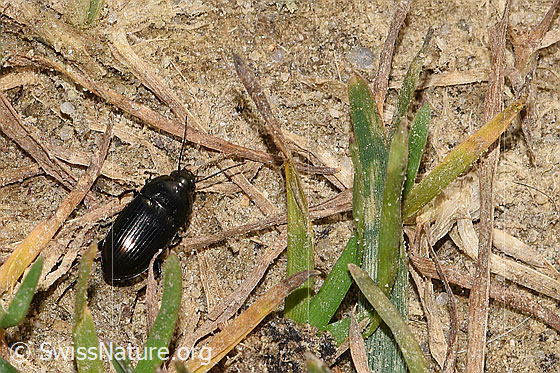 Photo: Probably Amara lunicollis. Length 8mm. View from the side above.