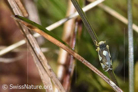 Photo: Eupteryx notata. Length 2.2 - 2.8mm. View from above.