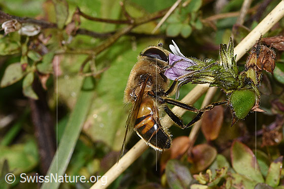 Foto: Mistbiene (Eristalis tenax) an Gebräuchlichem Augentrost (Euphrasia rostkoviana). Länge 14 - 16mm. Männchen. Ansicht von der Seite.