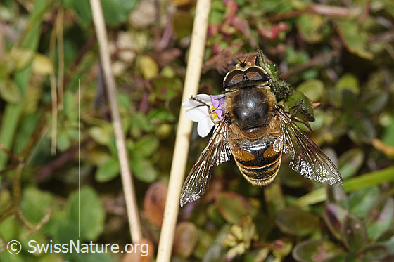 Foto: Mistbiene (Eristalis tenax) an Gebräuchlichem Augentrost (Euphrasia rostkoviana). Länge 14 - 16mm. Männchen. Ansicht von oben.