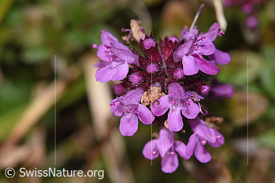 Photo: Thymus pulegioides. Blossoms.