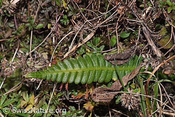 Rippenfarn (Blechnum spicant)