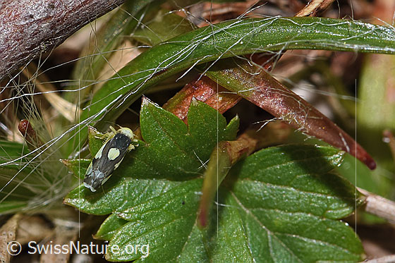Photo: Eupteryx notata. Length 2.2 - 2.8mm. View from above.