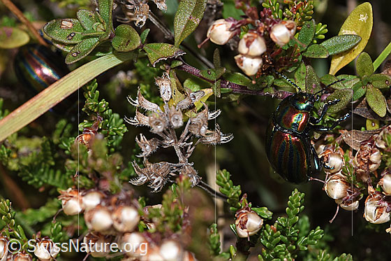 Photo: Chrysomela cerealis on faded Calluna vulgaris. Length 8mm. View from the side above.