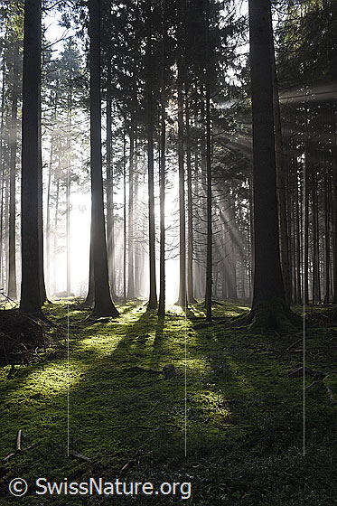 Foto: Nebel und Lichtstrahlen im Wald.