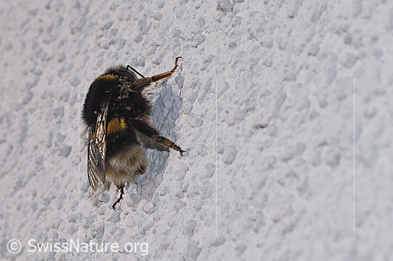 Photo: Bombus terrestris. Length 20 - 23mm. Queen. View from the side. Infested with mites.