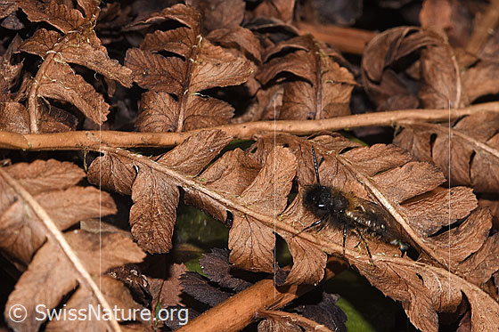 Photo: Andrena bicolor. Length 9 - 11mm. Male. View from the side above.