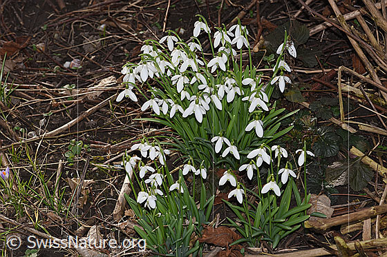 Photo: Galanthus nivalis. Whole plant (habiti).