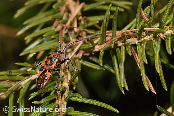 Zimtwanze (Corizus hyoscyami)