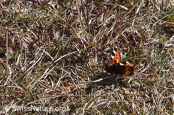 Foto: Kleiner Fuchs (Aglais urticae). Flügel halb geöffnet. Ansicht von schräg vorne.