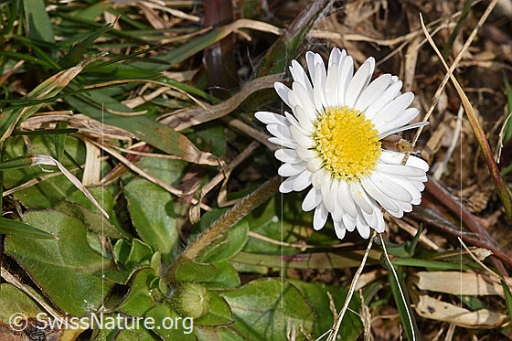 Photo: Bellis perennis. Blossom.