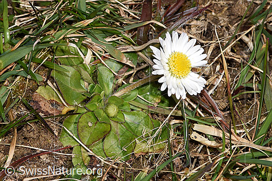 Photo: Bellis perennis. Whole plant (habiti). Height: 27mm.